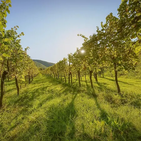 Tatil Evi Casa Giulio Collio Cormòns